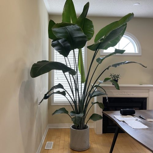 Faux Traveller's Palm/Canna