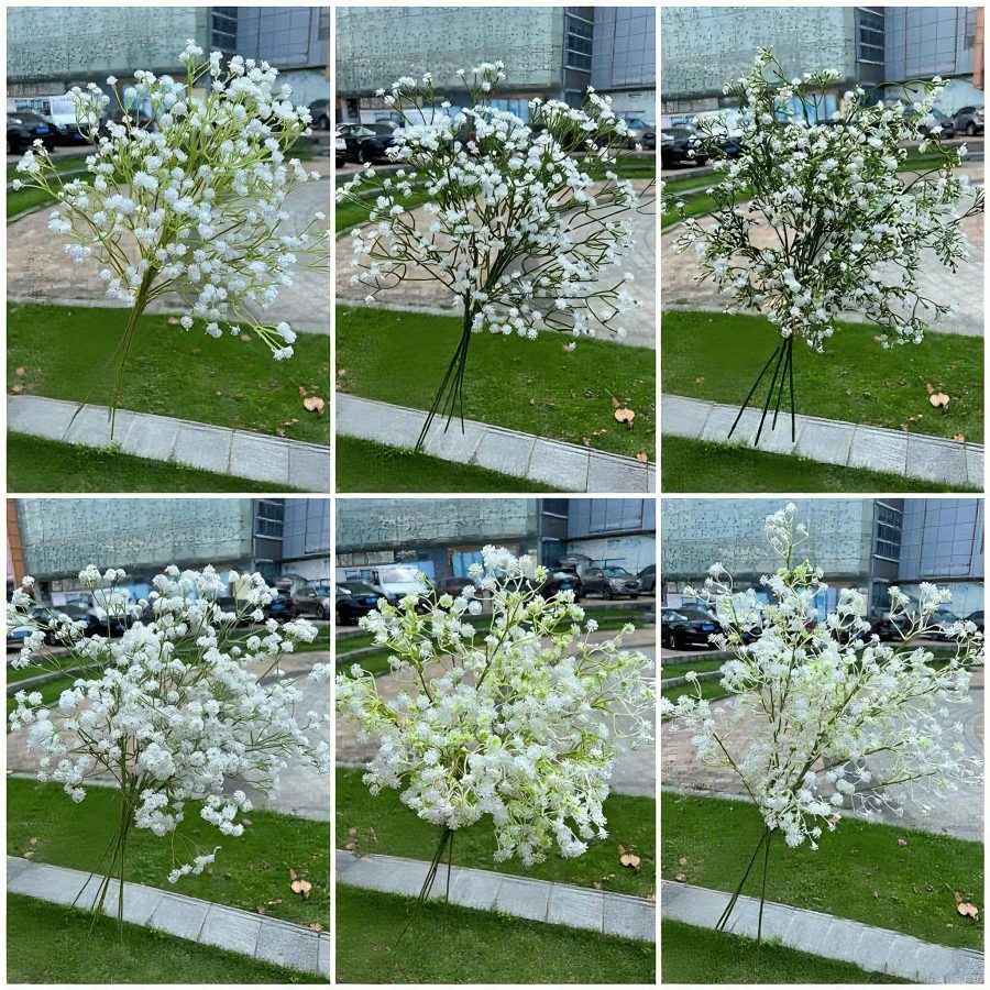 6 Curated Styles | Premium Gypsophila Selection