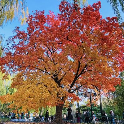Large Artificial Maple Tree