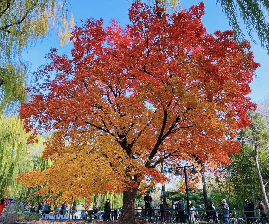 Large Artificial Maple Tree