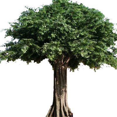 Large Artificial Banyan Tree