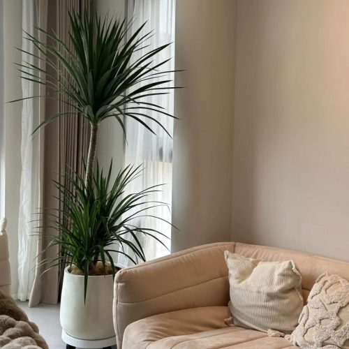 Artificial Dragon Tree