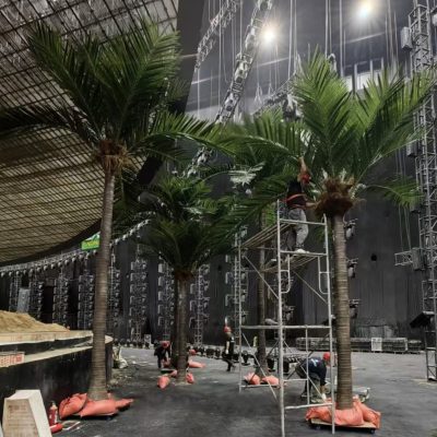 Royal/Coconut Palm Tree