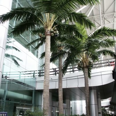Royal/Coconut Palm Tree