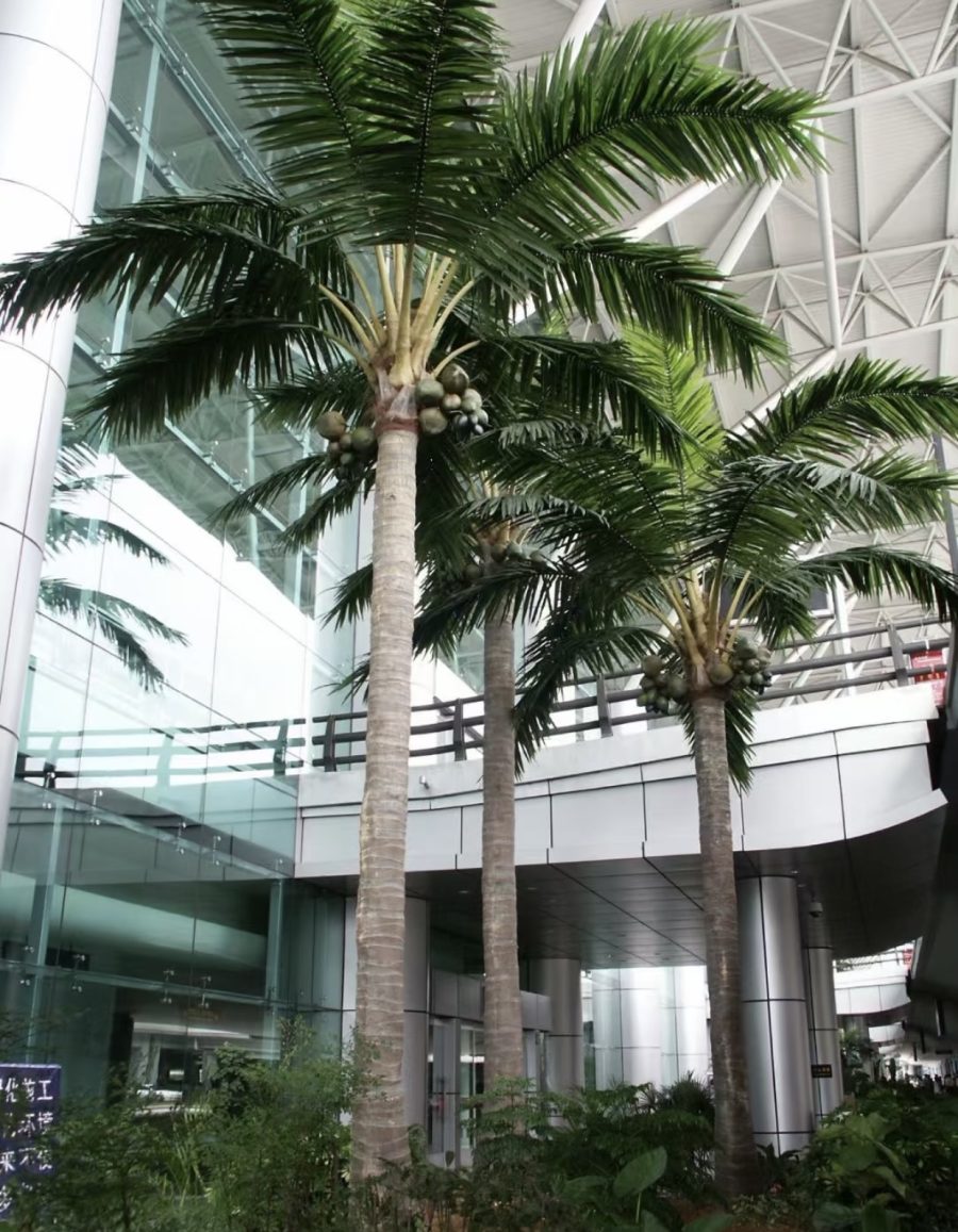 Royal/Coconut Palm Tree