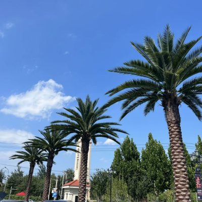 Artificial Date Palm Tree