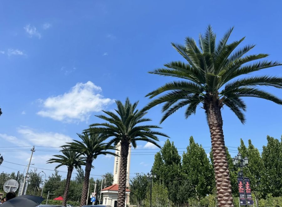 Artificial Date Palm Tree