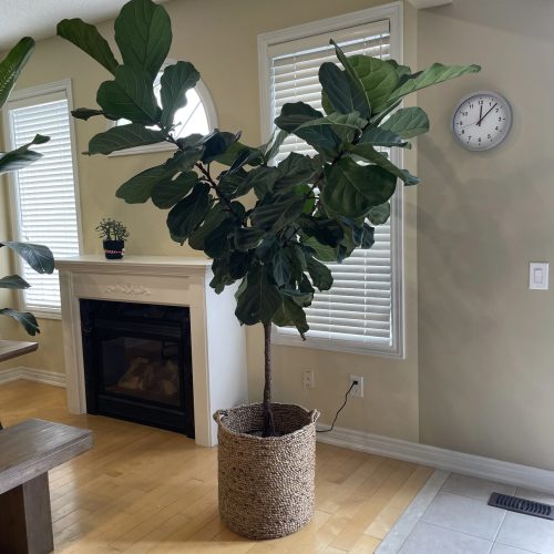 Artificial Ficus Lyrata