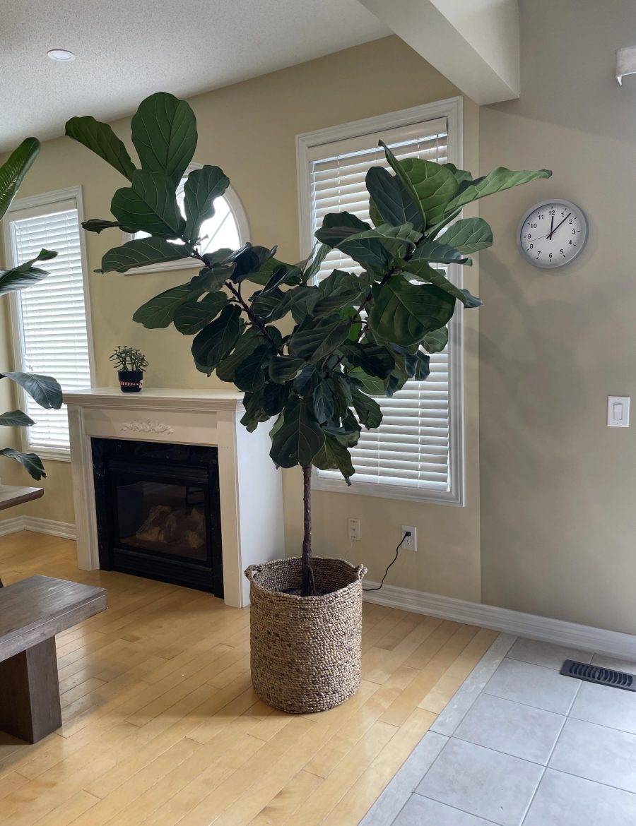 Artificial Ficus Lyrata
