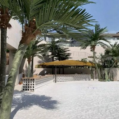 Royal/Coconut Palm Tree