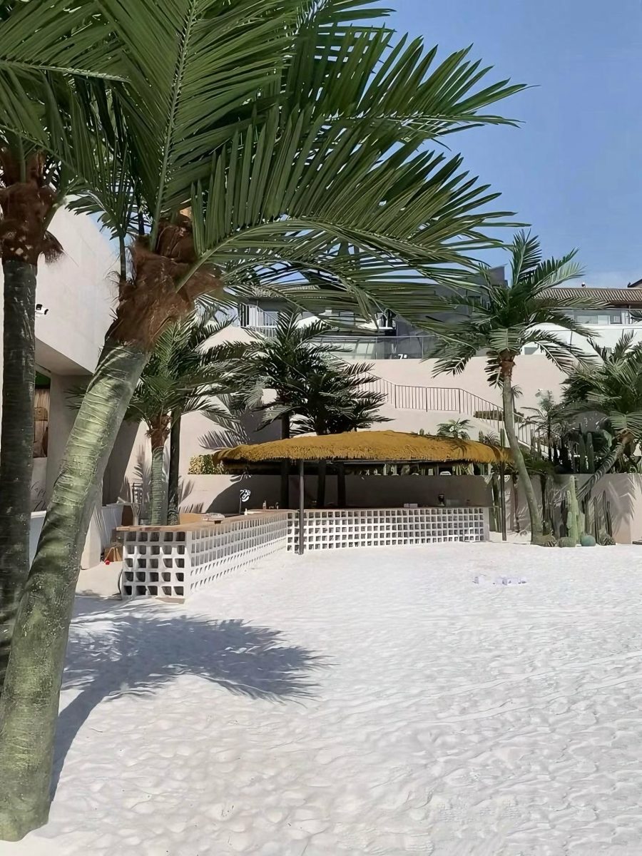 Royal/Coconut Palm Tree