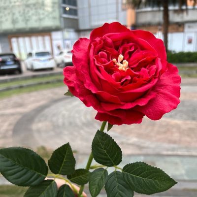 Real-touch Austin Rose