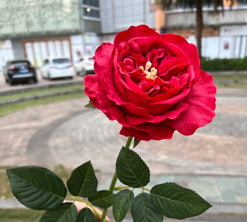 Real-touch Austin Rose