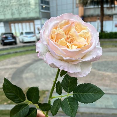 Real-touch Austin Rose