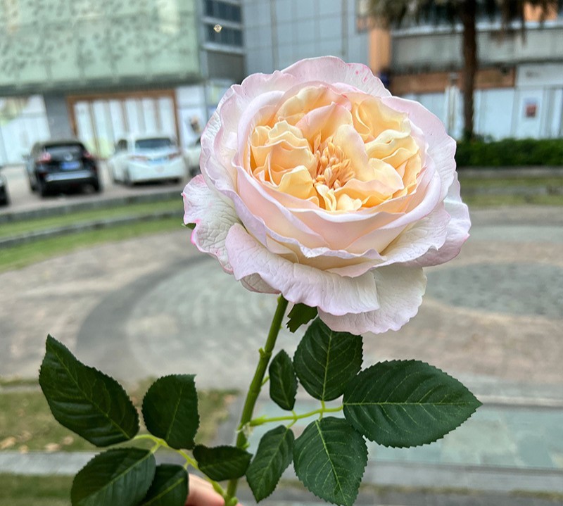 Real-touch Austin Rose