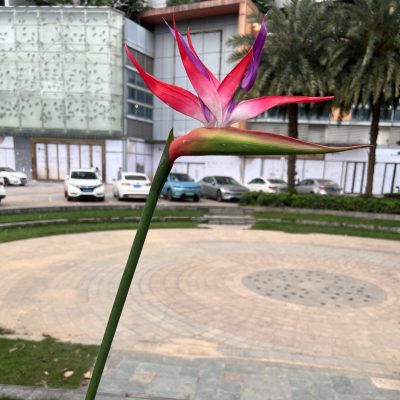 5 Color Options| Real Touch Artificial Bird of Paradise