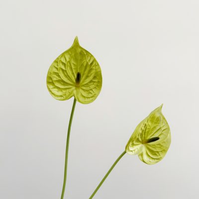 O1CN01FyEDWG1mXZ63NLQJH_!!2212877874964-0-cib Wholesale PU Anthurium| Ultra-Realistic 3D Texture
