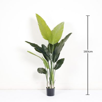O1CN01GOQ3De1g9OWy1lGJf_!!2712764099-0-cib Faux Traveller's Palm/Canna