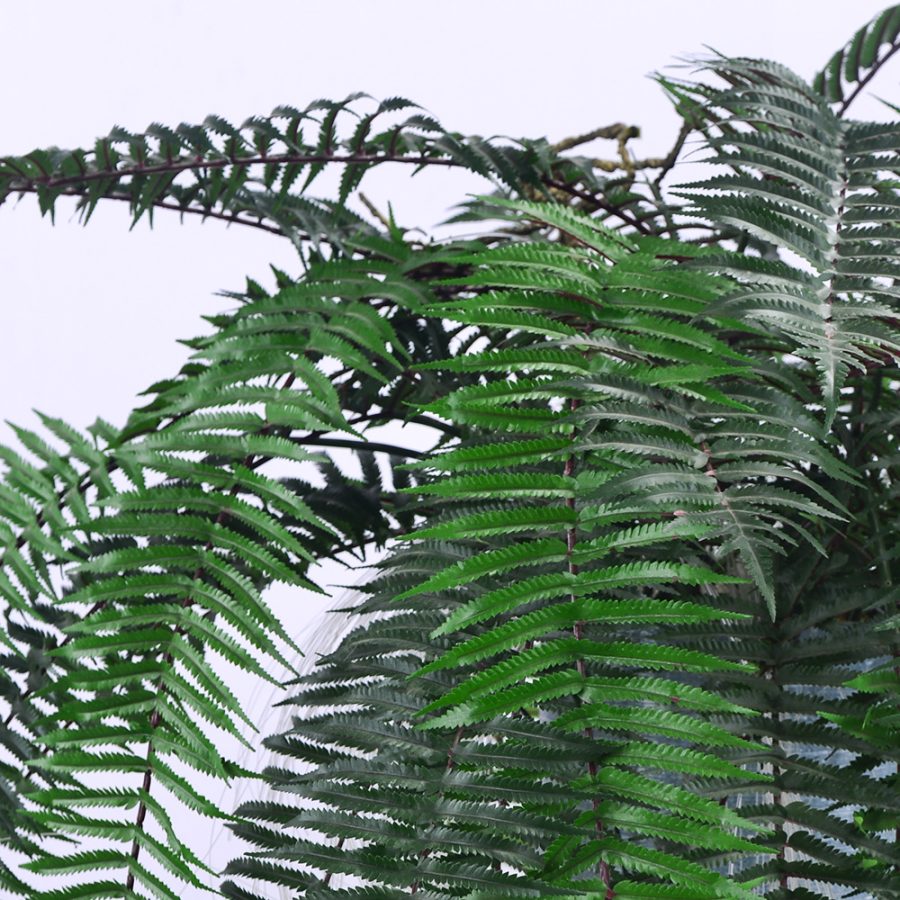 Artificial Persian Fern
