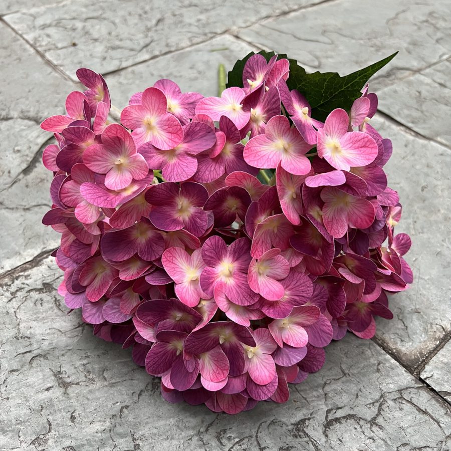 15 Color Options| 5-Headed 3D Real Touch Hydrangea