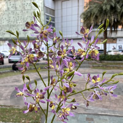 Real-Touch Cattleya Orchid