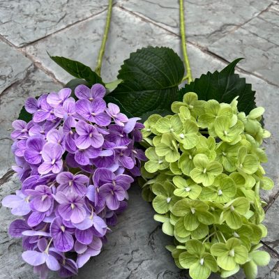 Tactile Pagoda Hydrangea