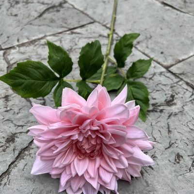 Moisturizing Hand-Feel Dahlia Stems
