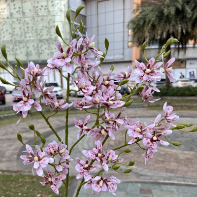 Real-Touch Cattleya Orchid