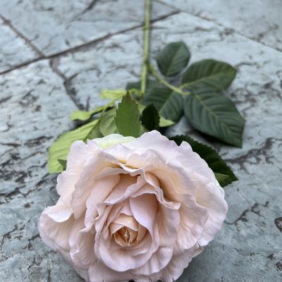 Real-Touch Tea Rose