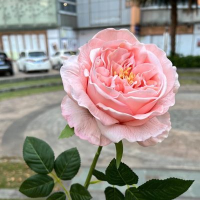 Real-touch Austin Rose