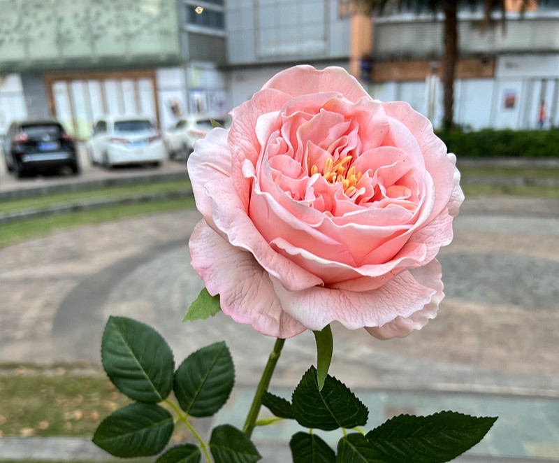 Real-touch Austin Rose