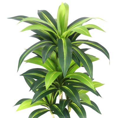 Faux Dracaena Fragrans/ Corn Plant
