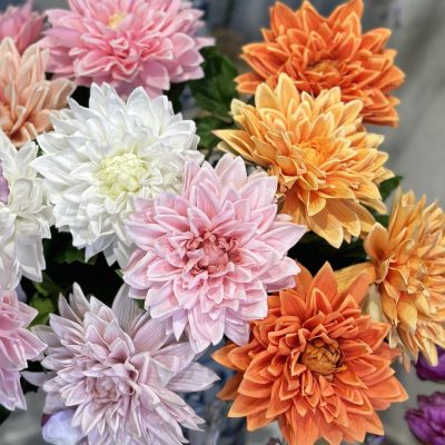 Moisturizing Hand-Feel Dahlia Stems