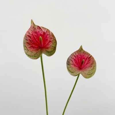 O1CN01gwRBAs1mXZ65Dsy1r_!!2212877874964-0-cib Wholesale PU Anthurium| Ultra-Realistic 3D Texture