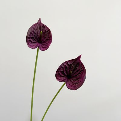 O1CN01y4K3u31mXZ67Lc2lf_!!2212877874964-0-cib Wholesale PU Anthurium| Ultra-Realistic 3D Texture