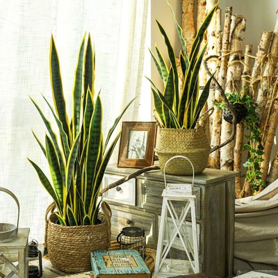 Artificial Snake Plant