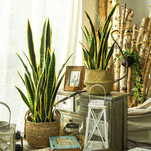 Artificial Snake Plant